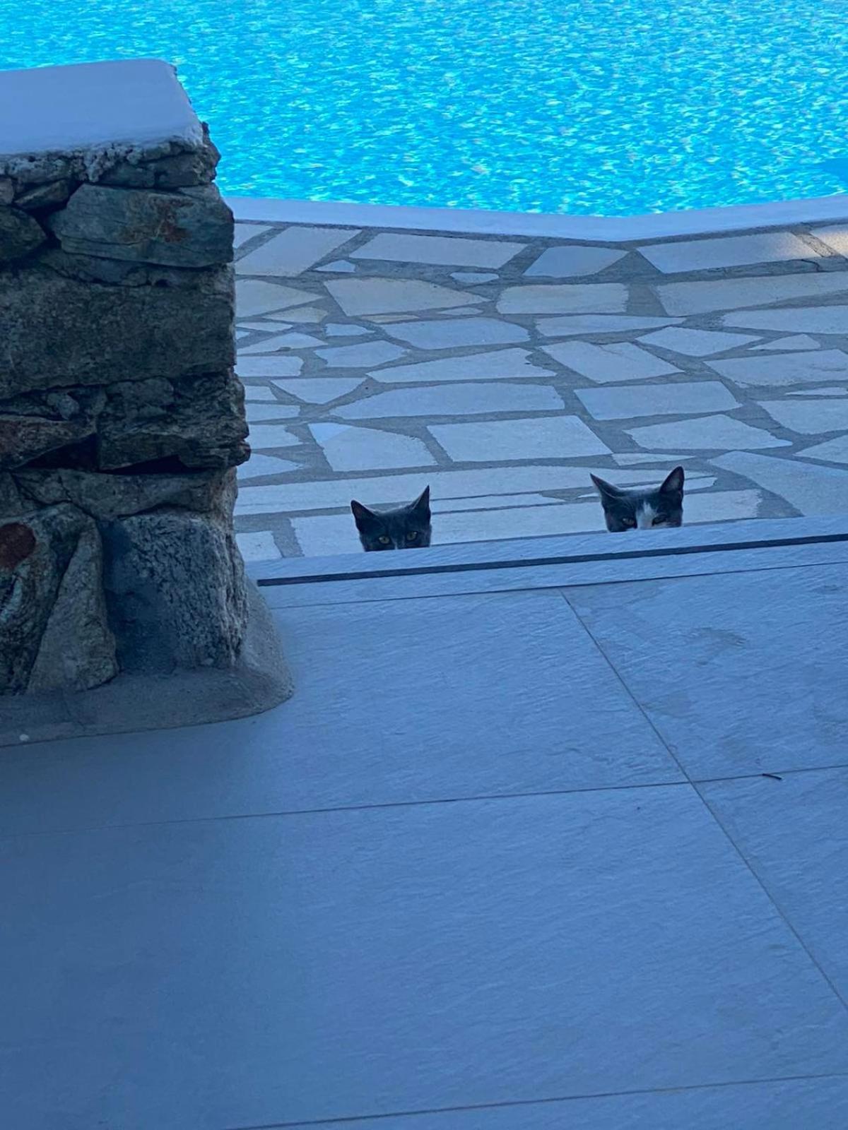 Cavo Blue Villas Ελιά Εξωτερικό φωτογραφία